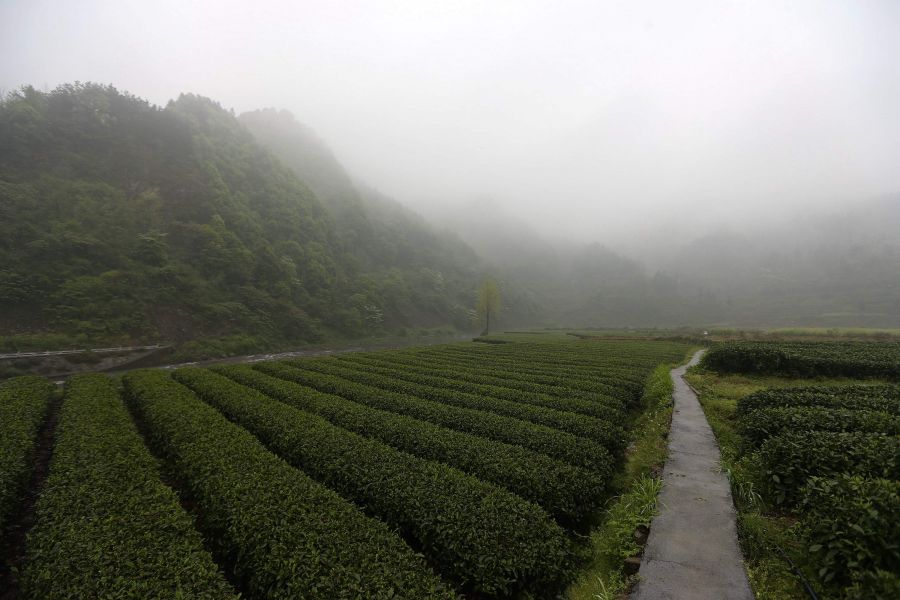 農行重慶秀山支行通過(guò)公司、基地、農戶(hù)支持當地農民走上脫民致富